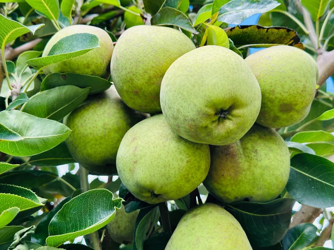 Projeto piloto de plantio de pera mostra sucesso no Projeto Formoso