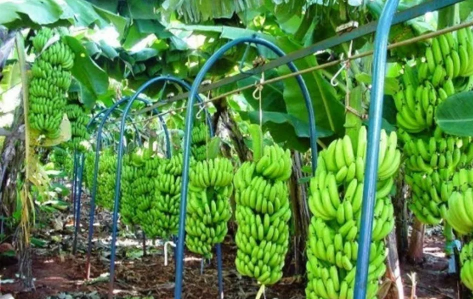 Com Indicação Geográfica, banana de Bom Jesus da Lapa ganha evidência e reforça a força da produção no Perímetro Formoso